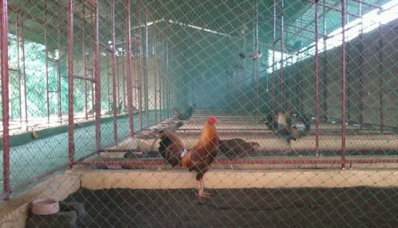 Cách làm chuồng gà bằng lưới b40
